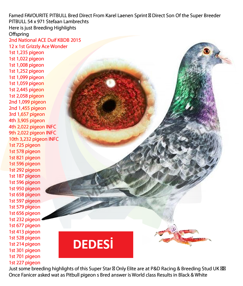 yücel-turgut