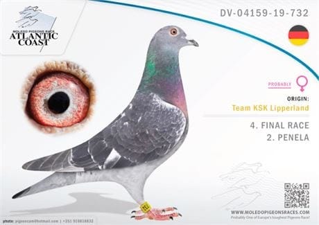 Predrag Konic Part 2