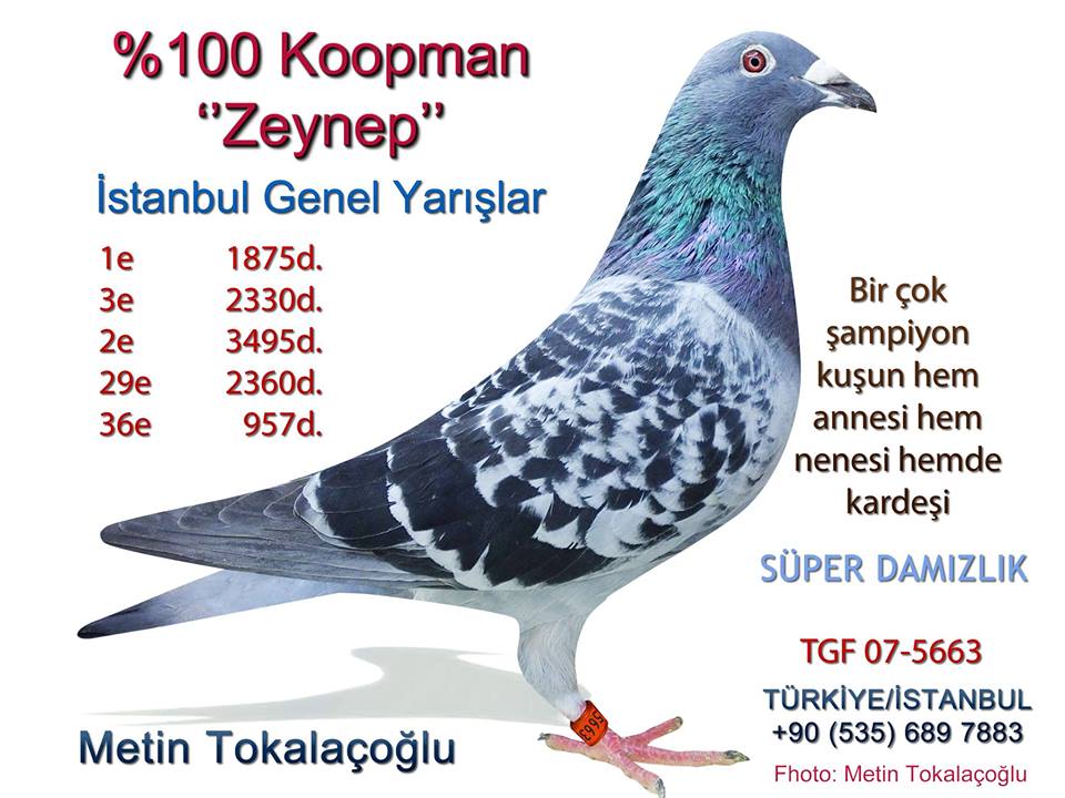 Predrag Konic Part 2