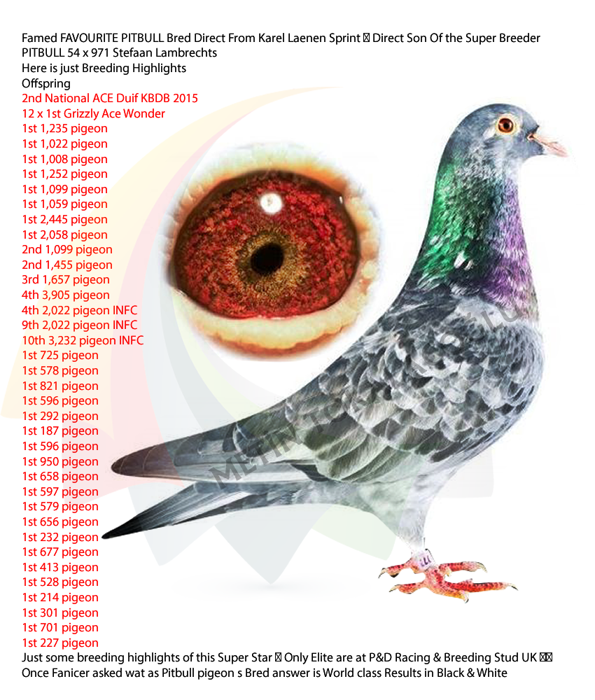 Predrag Konic Part 2