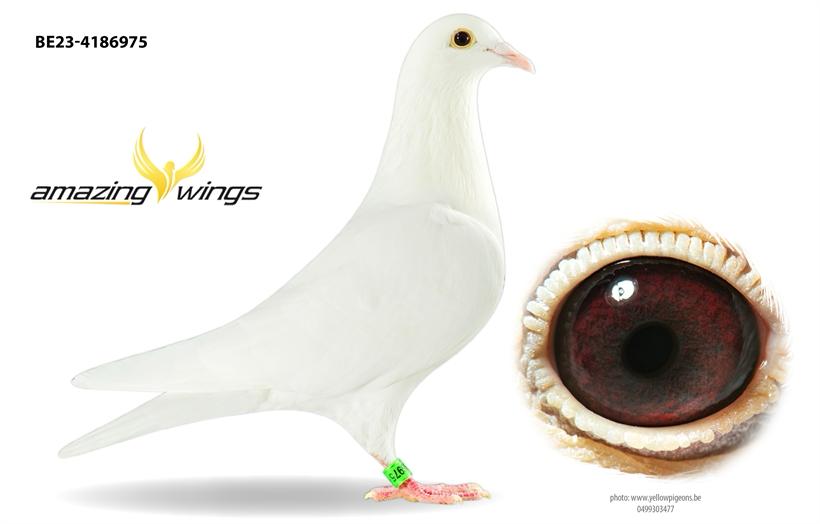 Predrag Konic Part 2